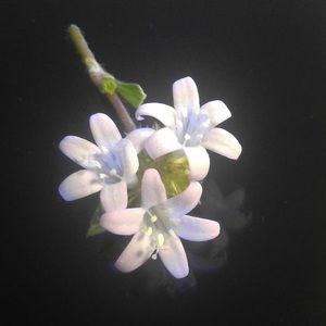 Meet your Posher, Bonnie